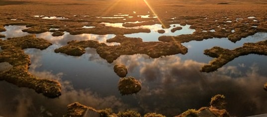 peat bog